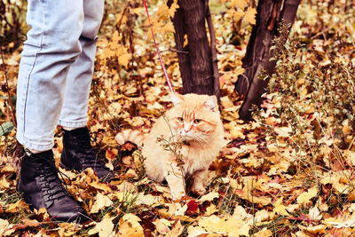 Woman walking with big ginger cat on leash in the park. selective focus on the cat.
