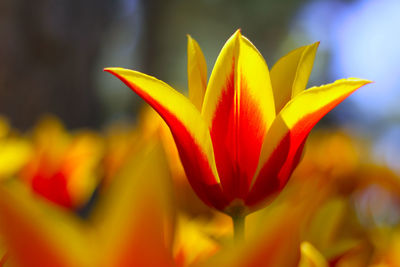 Close-up of flower blooming outdoors