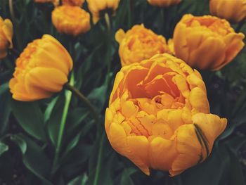 Close-up of yellow flowers blooming outdoors