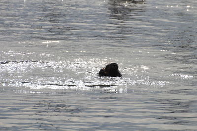 Person swimming in sea