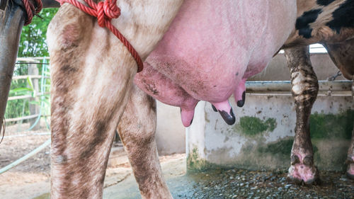 View of a horse drinking