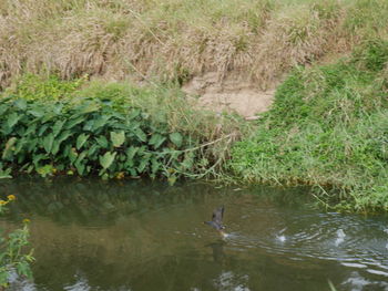 View of ducks in lake