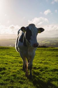 Cow standing in a field