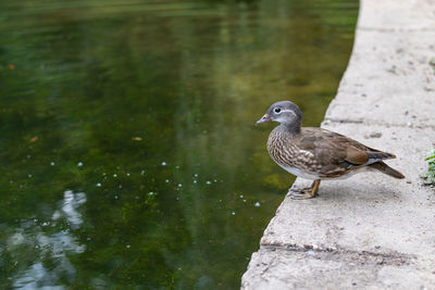 Bird perching on rock by lake
