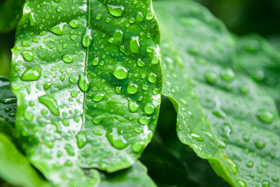 Close-up of raindrops on leaves