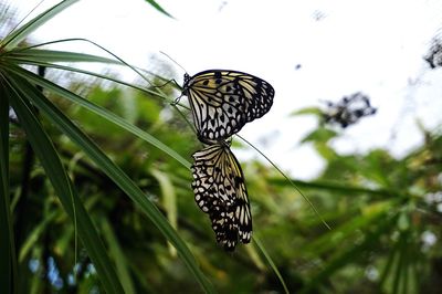 Close-up of butterfly on web