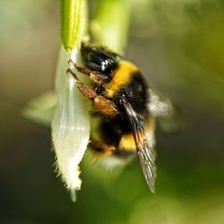 Close-up of bee pollinating on flower