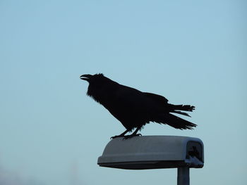 Low angle view of bird perching against clear sky