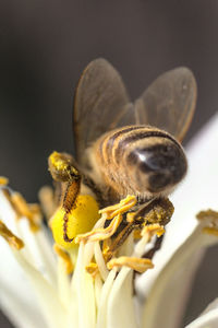 Close-up of honey bee on flower