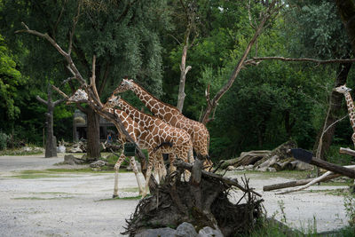 Side view of giraffe in forest