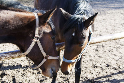 Two horses