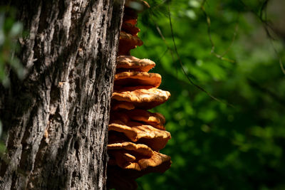 Close-up of mushrooms growing on tree trunk