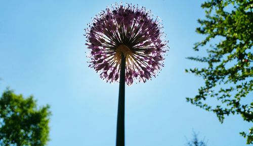 Low angle view of flower blooming against sky