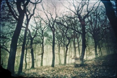 Bare trees in forest