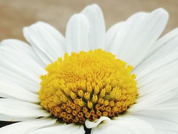 Close-up of yellow flower