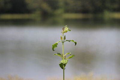 Close-up of plant growing in field