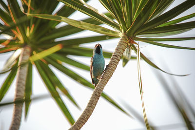 Low angle view of bird perching on palm tree