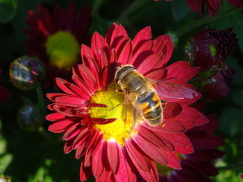 Close-up of bee on flower