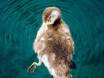 Close-up of duck swimming in lake