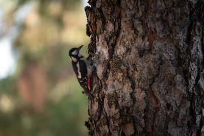 Close-up of butterfly on tree trunk