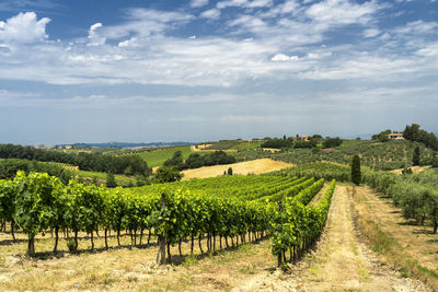 Scenic view of vineyard against sky