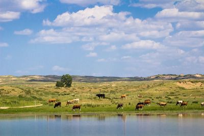 Cows grazing on field by lake against cloudy sky