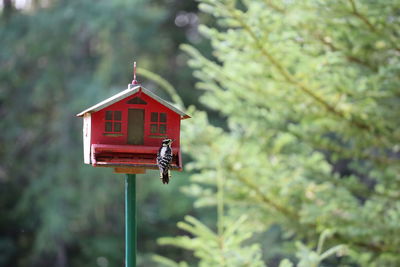 Close-up of red birdhouse against trees