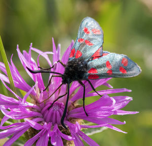 Close-up of insect on pink flower