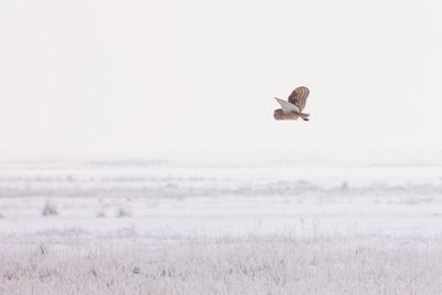 Owl flying over snowy land against clear sky during winter