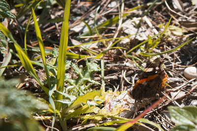 Close-up of butterfly perching on a field