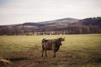 Horse standing in a field