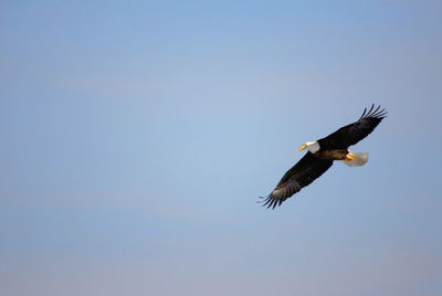 Low angle view of eagle flying against clear sky