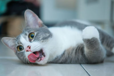 Close-up portrait of a cat licking mouth 