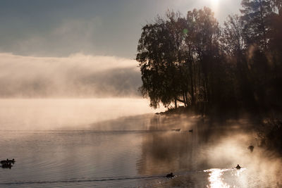 Ducks swimming in lake against sky during sunrise