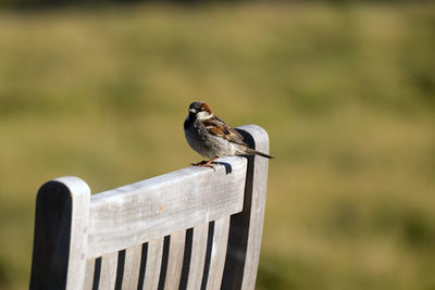 Close-up of bird perching on railing