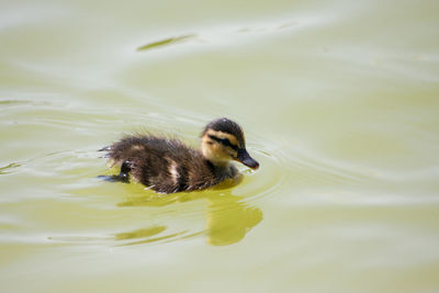 Duck swimming in a lake