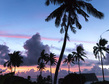 Silhouette of palm trees during pink sunrise with ocean in background