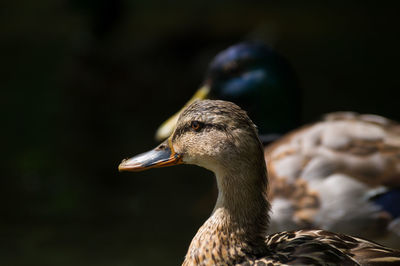 Close-up side view of duck over black background