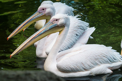 View of birds in lake