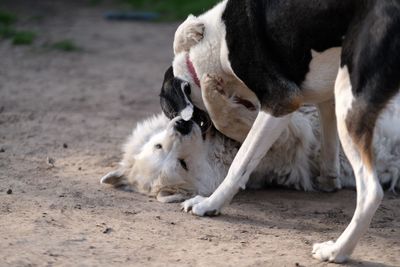 Two dogs on a field