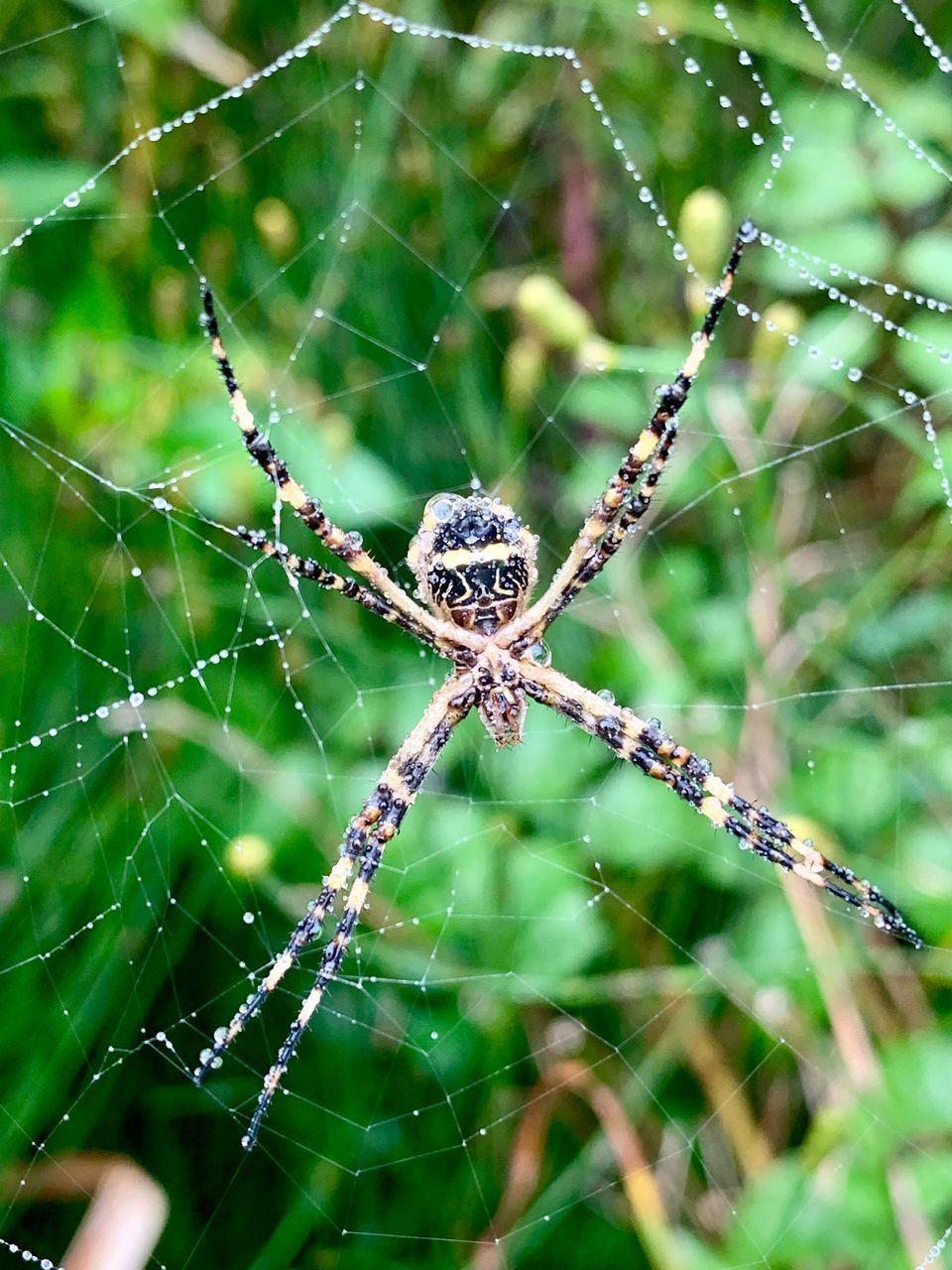 CLOSE-UP OF SPIDER WEB ON A TREE