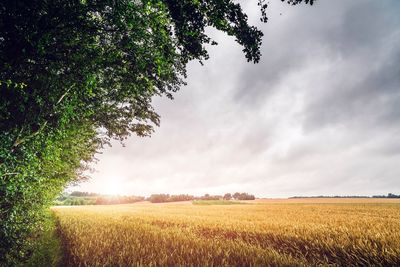 Scenic view of field against sky