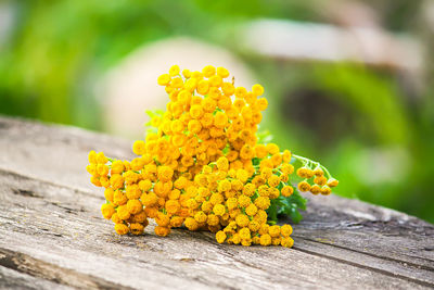 Close-up of yellow flowering plant