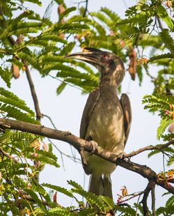 Low angle view of bird perching on tree