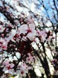 Pink flowers blooming in park