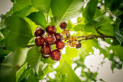 Low angle view of berries growing on tree
