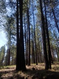 Low angle view of trees in forest