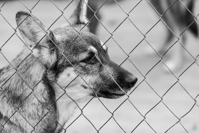 Close-up of a dog looking through chainlink fence