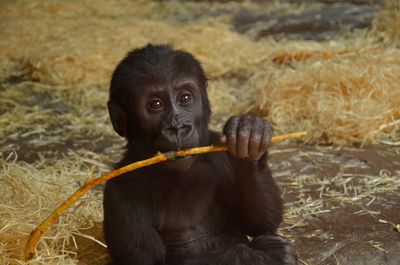 Close-up of monkey holding stick while sitting on field