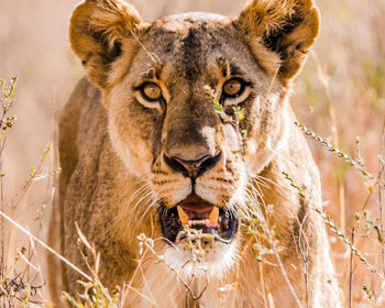 Close-up portrait of a lion in the park in tsavo